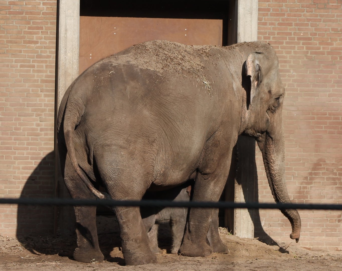 Asian elephant with calf