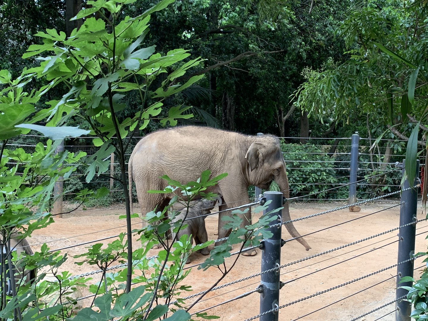 Asian Elephant with calf