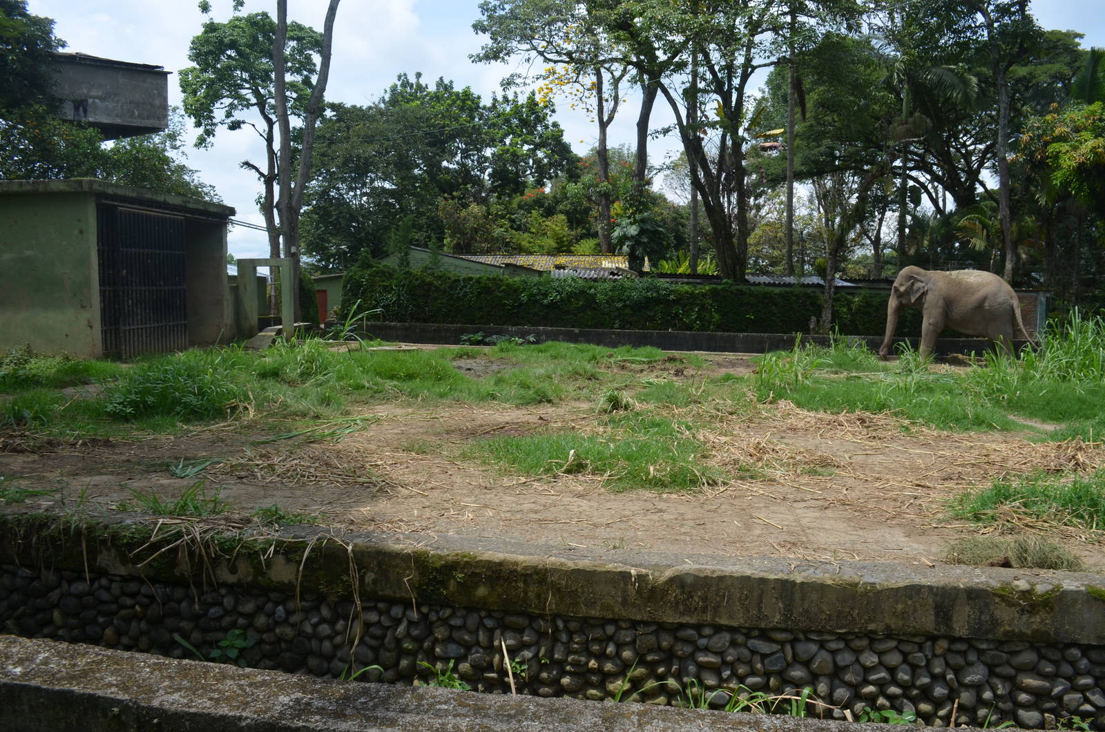 Asian Elephant with enclosure
