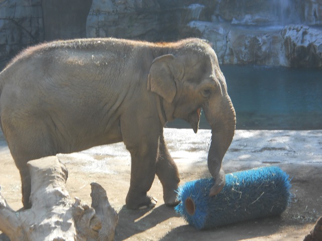 Asian elephant with giant lint roller