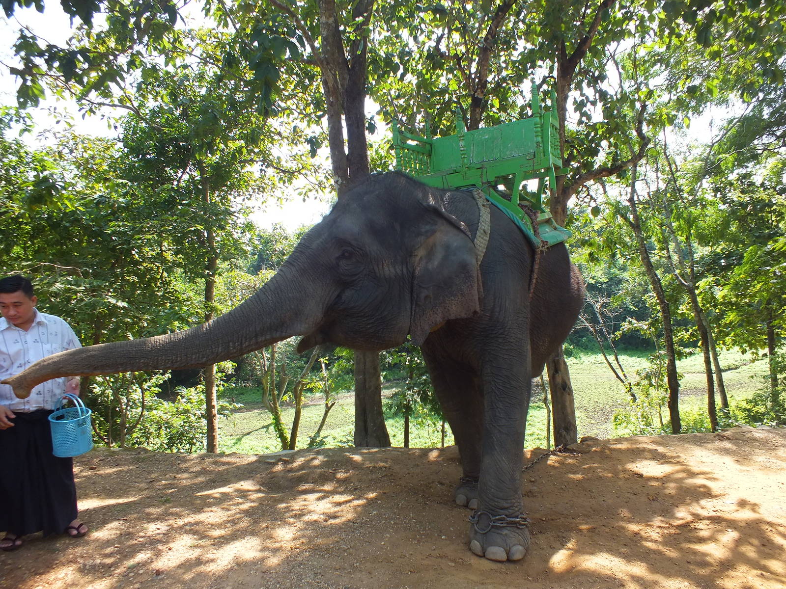 Asian elephant with rides offered