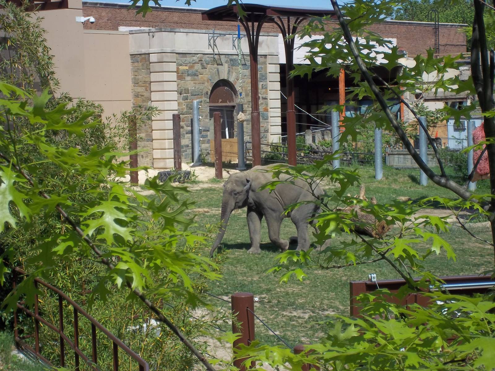 Asian Elephant Yard 2