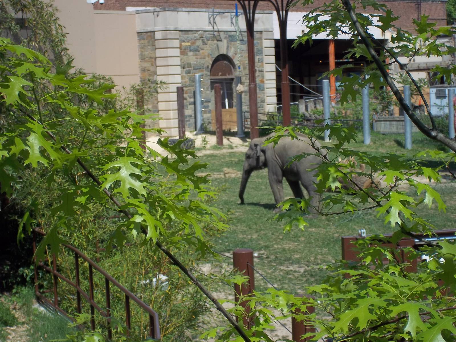 Asian Elephant Yard 2
