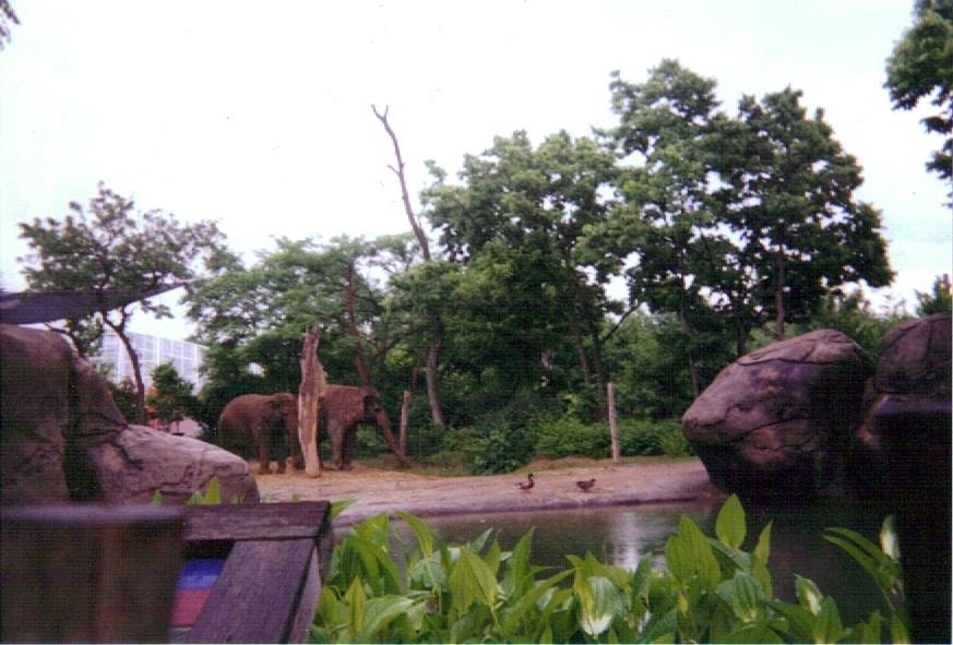 Asian Elephant Yard ~ Vanishing Giants