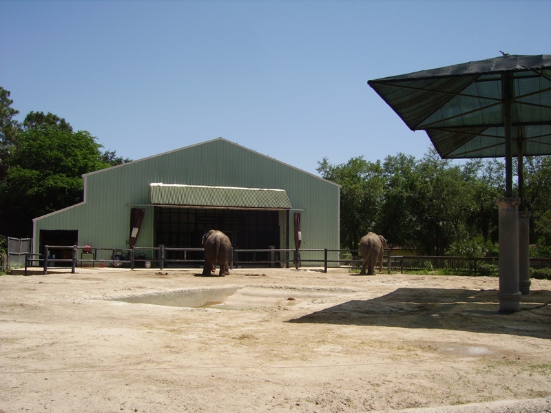 Asian Elephant Yard