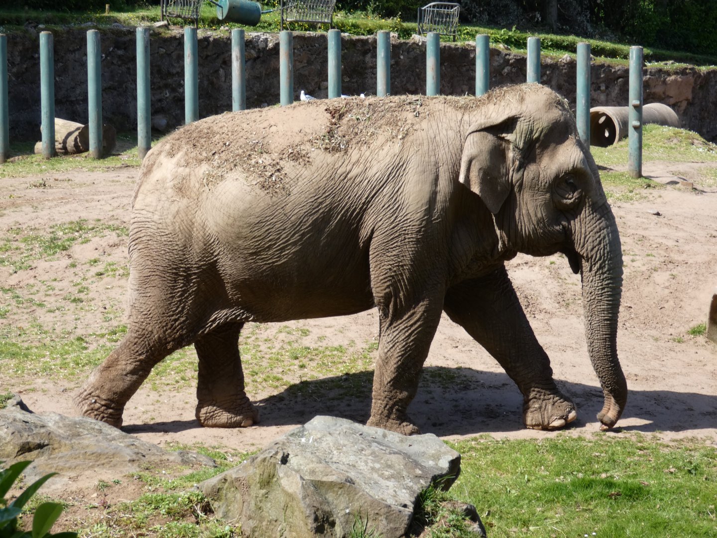 Asian elephant 'Yhetto'