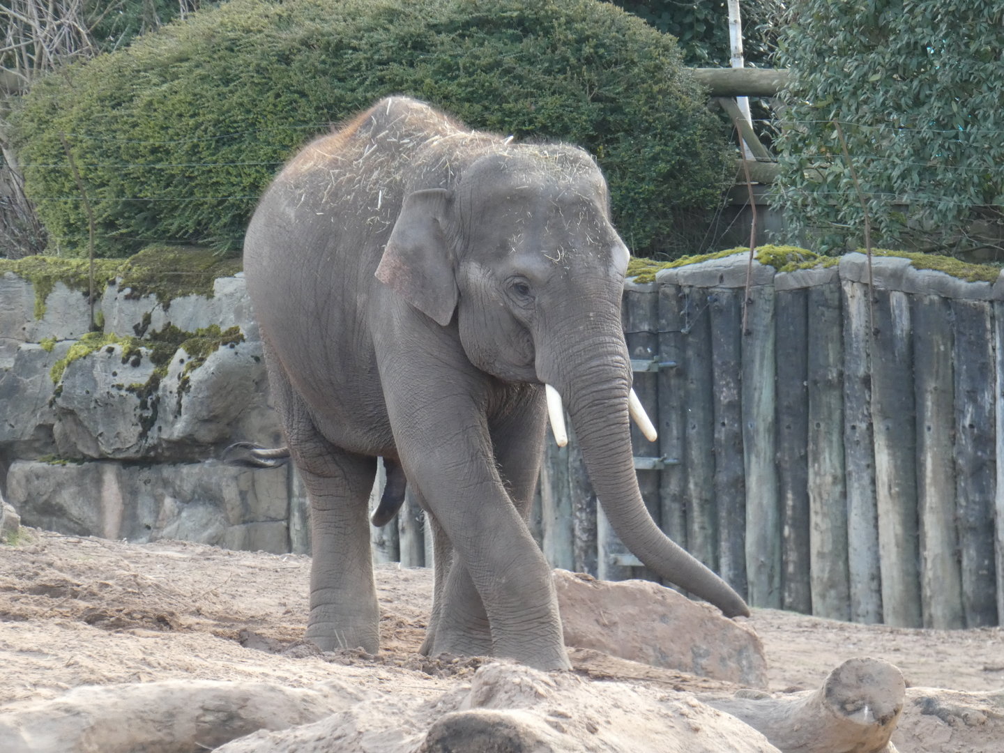 Asian elephant young bull 'Anjan'