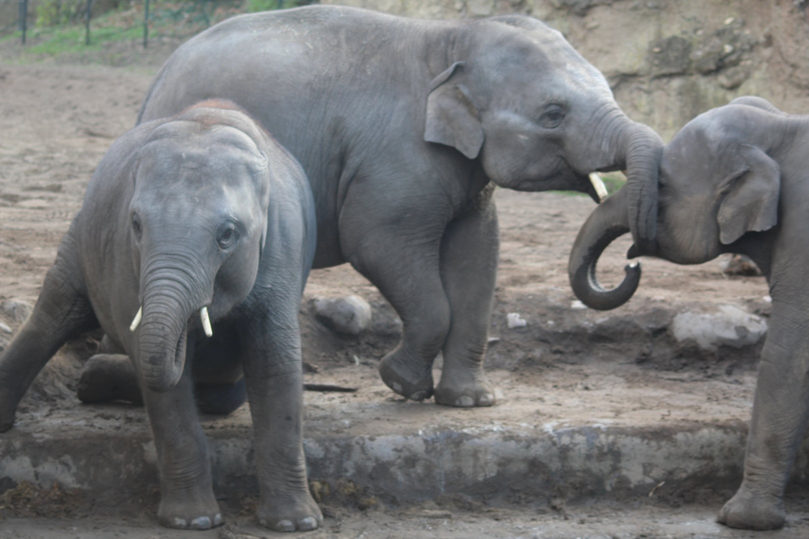 Asian elephant youngsters