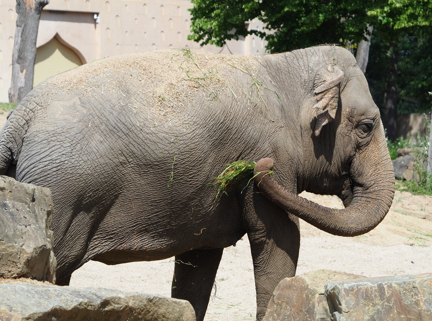 Asian elephant Yu Yu Yin (Elephas maximus), 2020-06-12