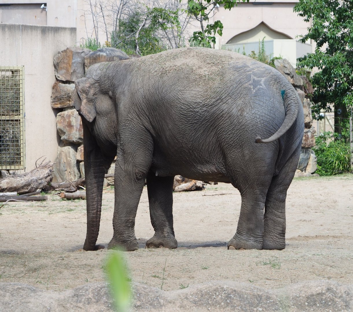 Asian elephant Yu Yu Yin (Elephas maximus), 2020-07-21