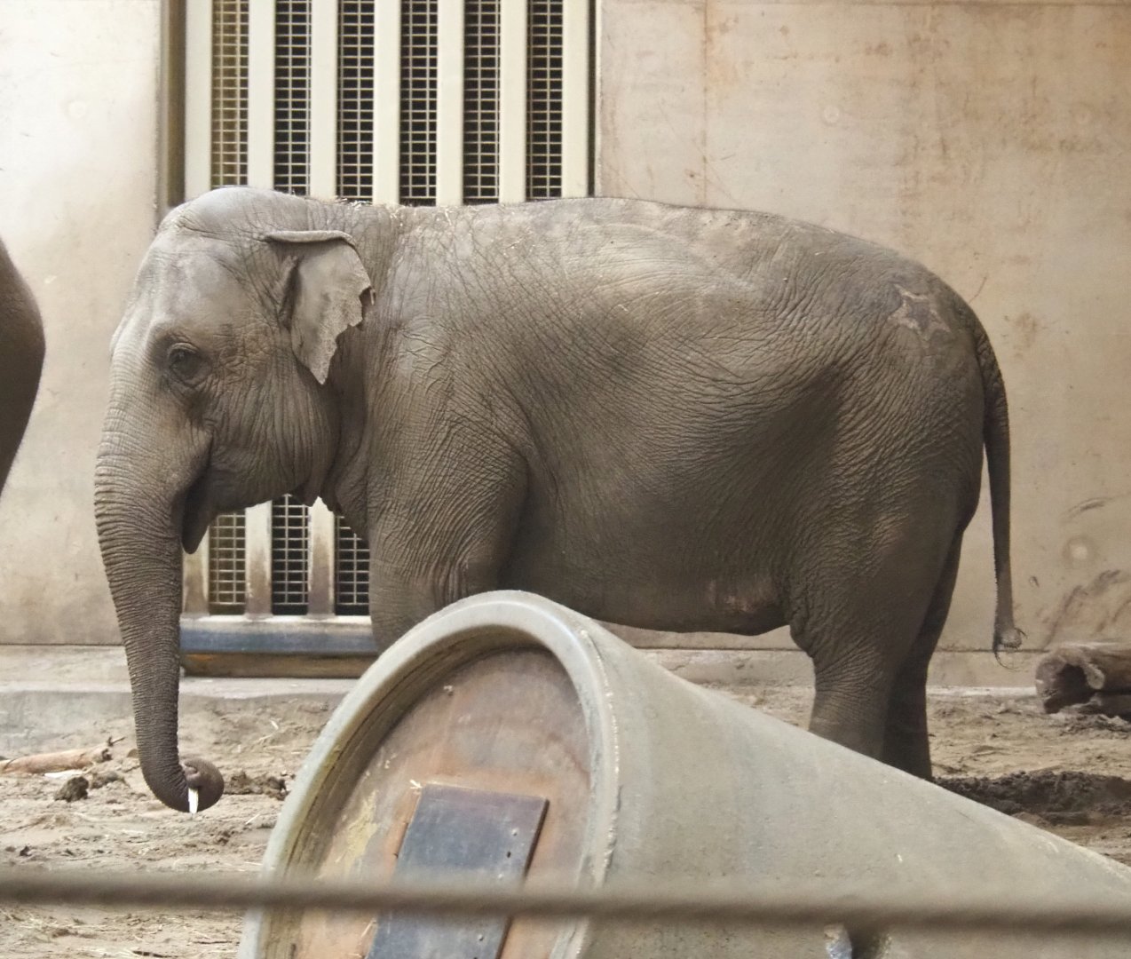 Asian elephant Yu Yu Yin (Elephas maximus), 2021-11-06