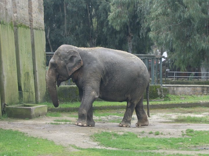 Asian Elephant Zoo di Napoli 2010