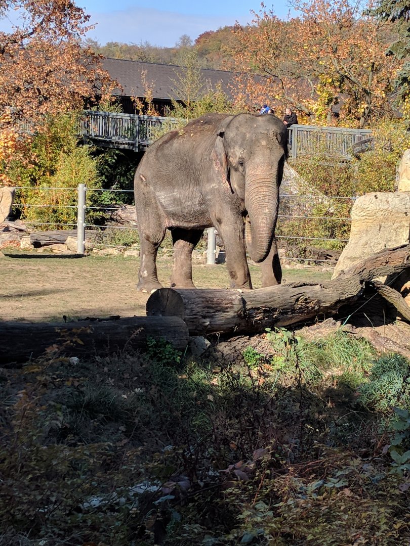 Asian Elephant Zoo Praha 2018