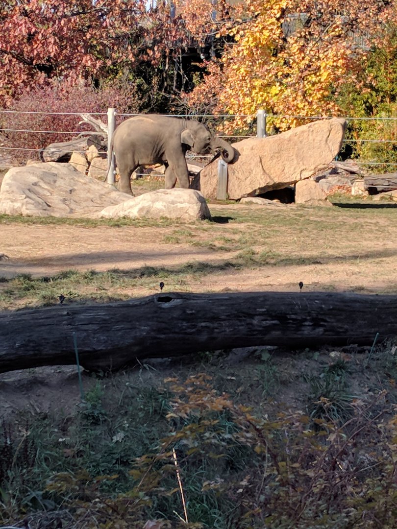 Asian Elephant Zoo Praha 2018