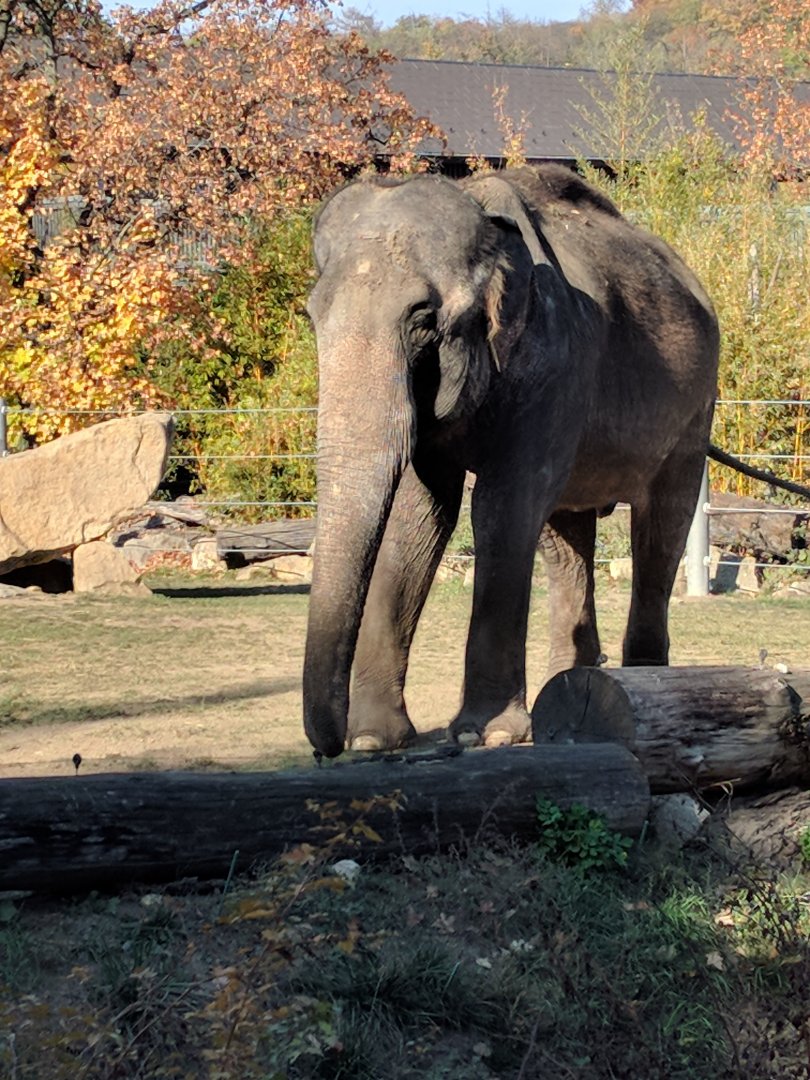 Asian Elephant Zoo Praha 2018