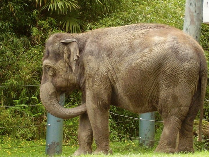 Asian Elephant