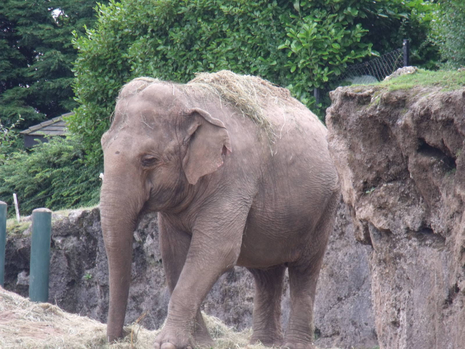 Asian Elephant
