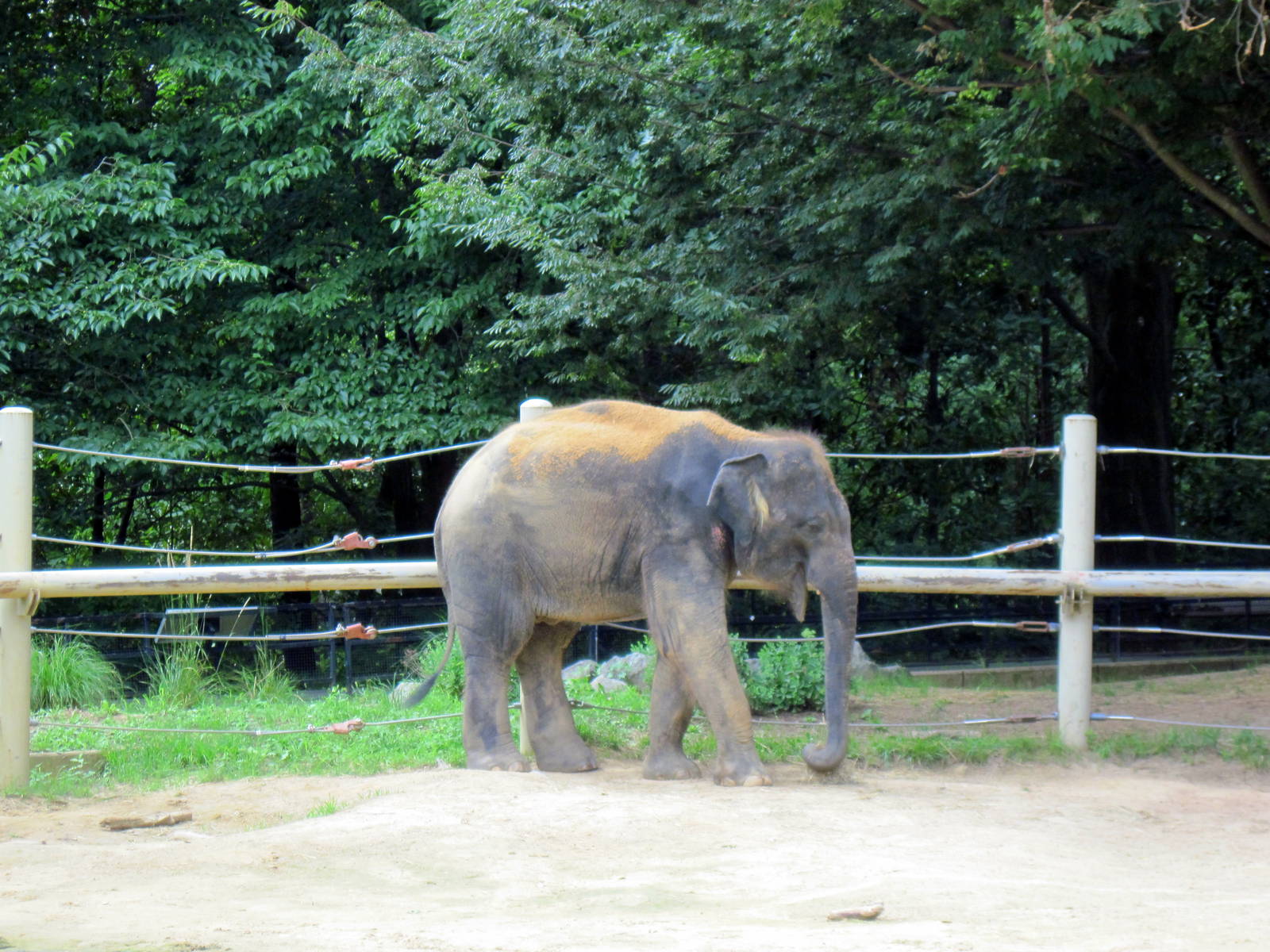 Asian Elephant