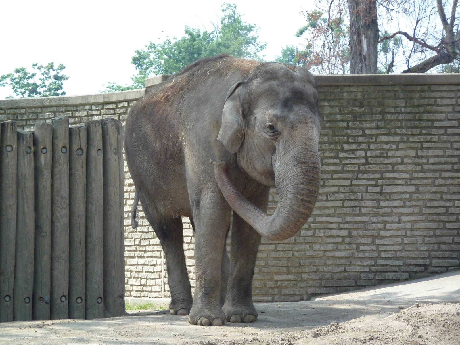 Asian Elephant
