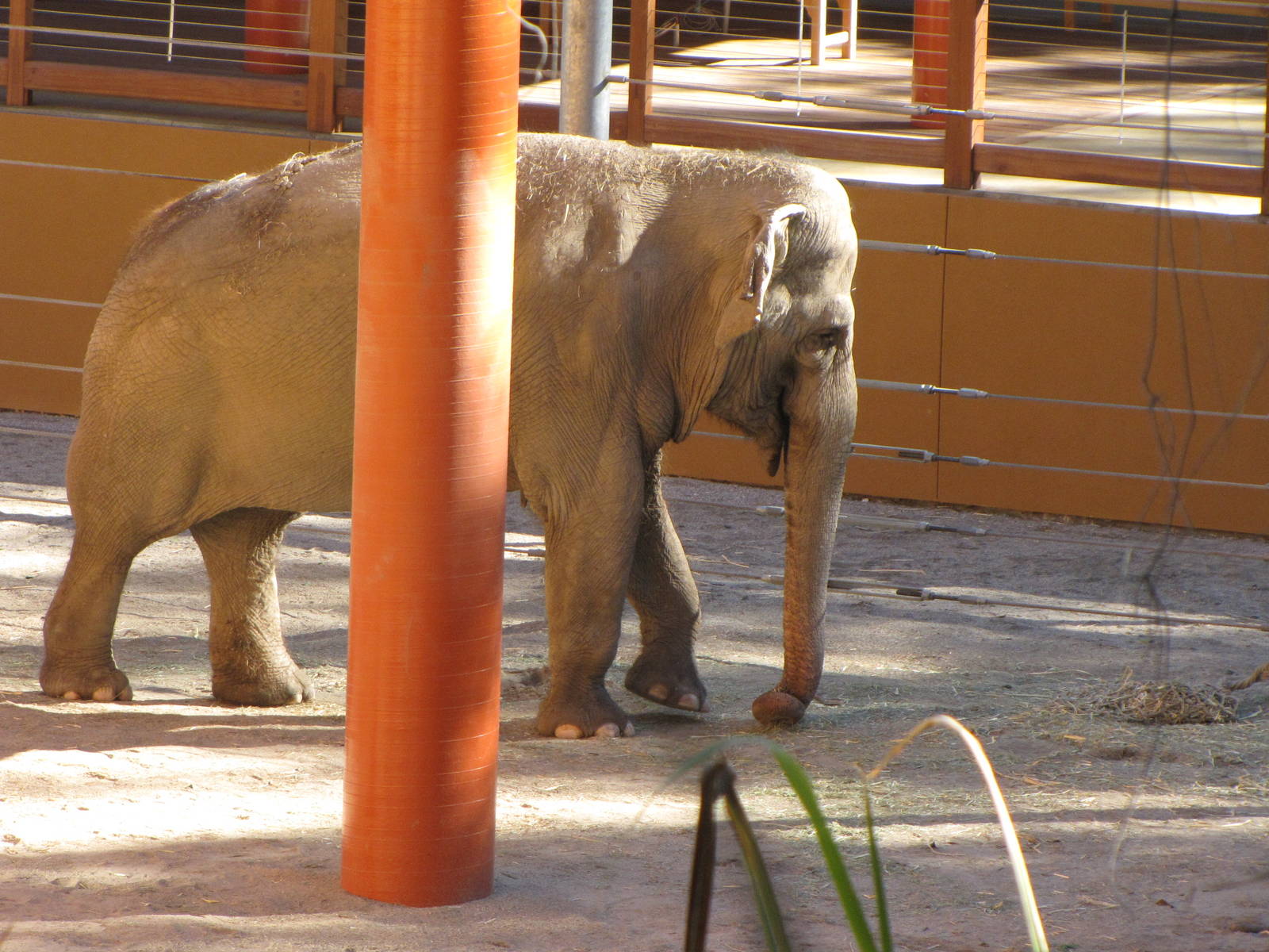 Asian Elephant