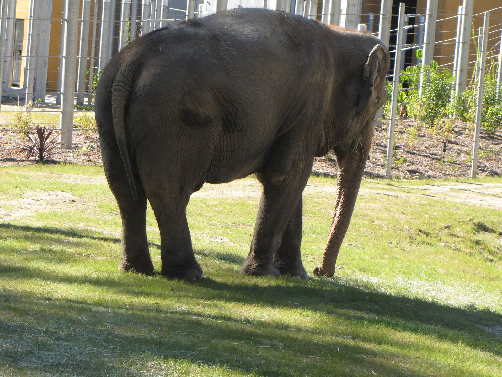 Asian Elephant