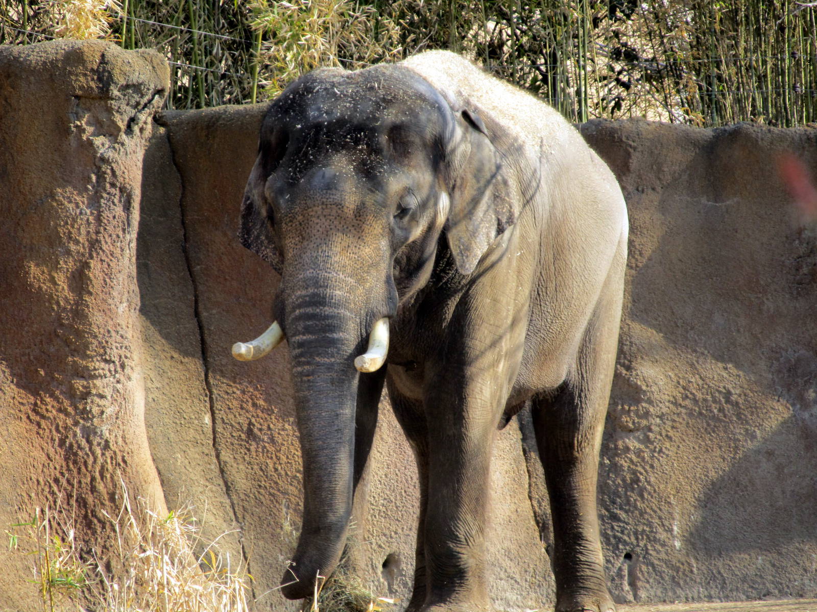 Asian Elephant