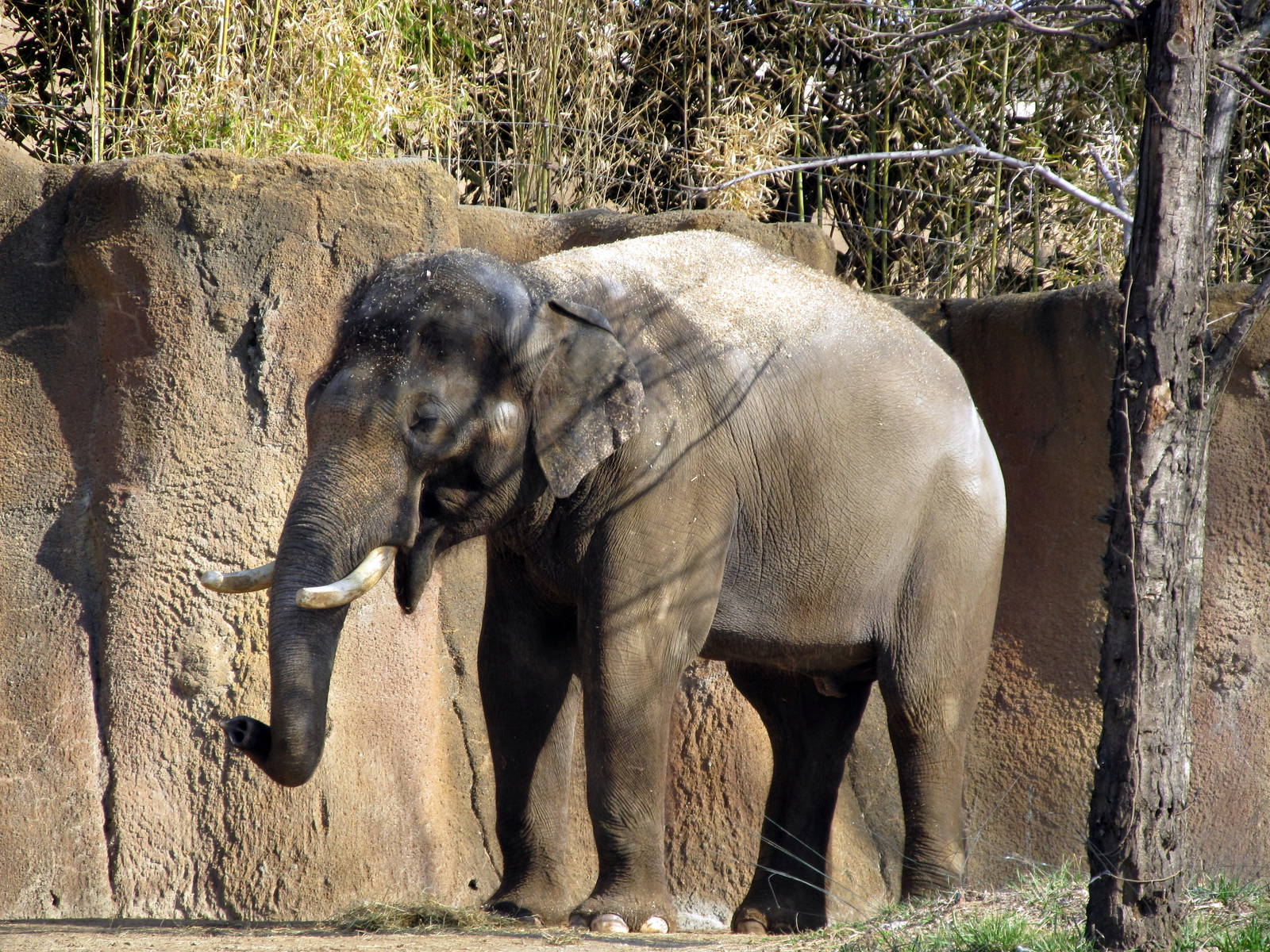 Asian Elephant
