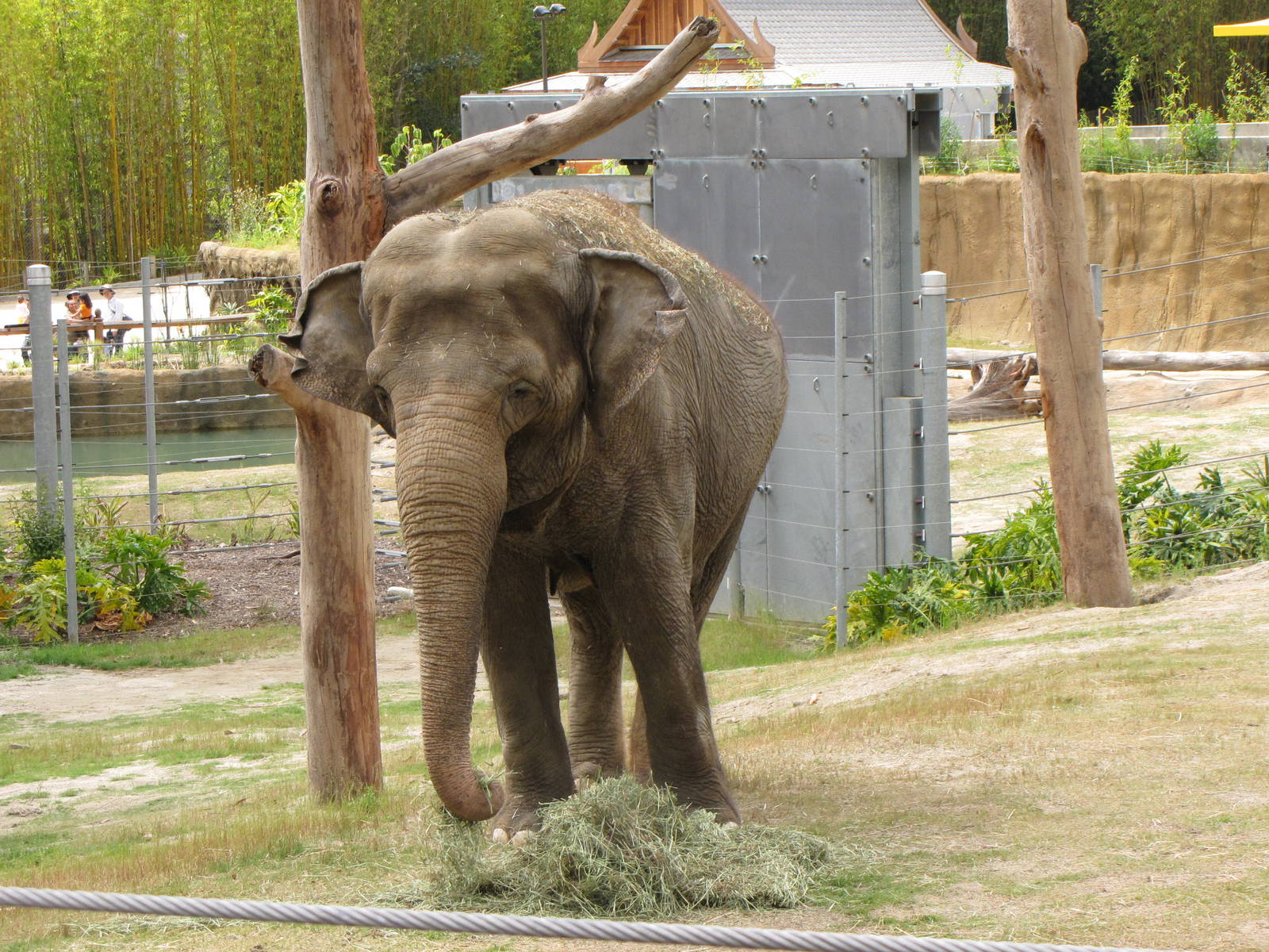 Asian Elephant