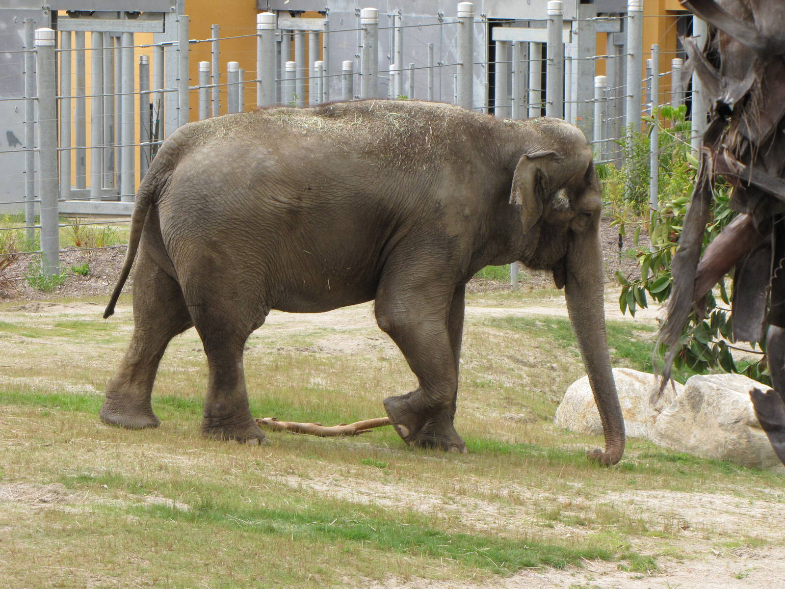 Asian Elephant
