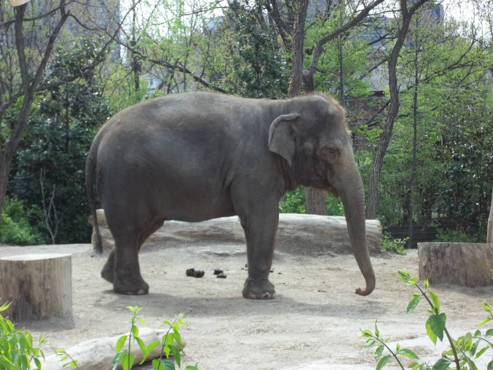 Asian Elephant