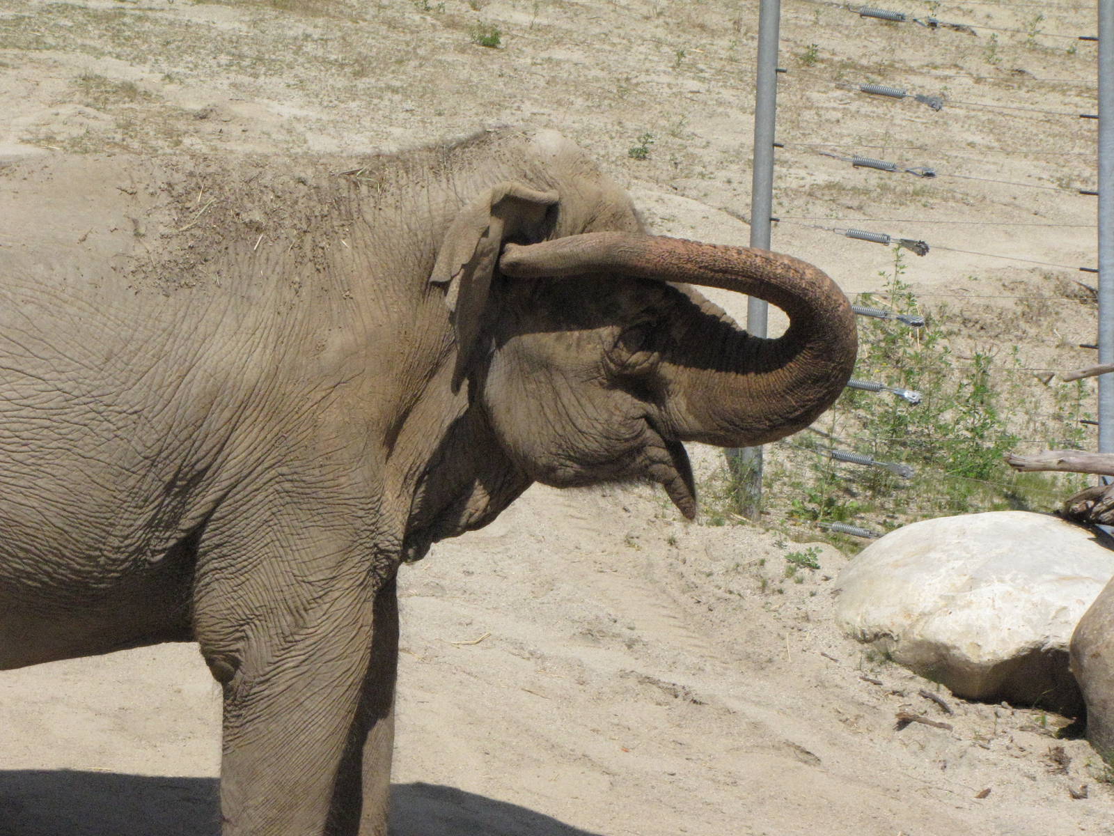 Asian Elephant