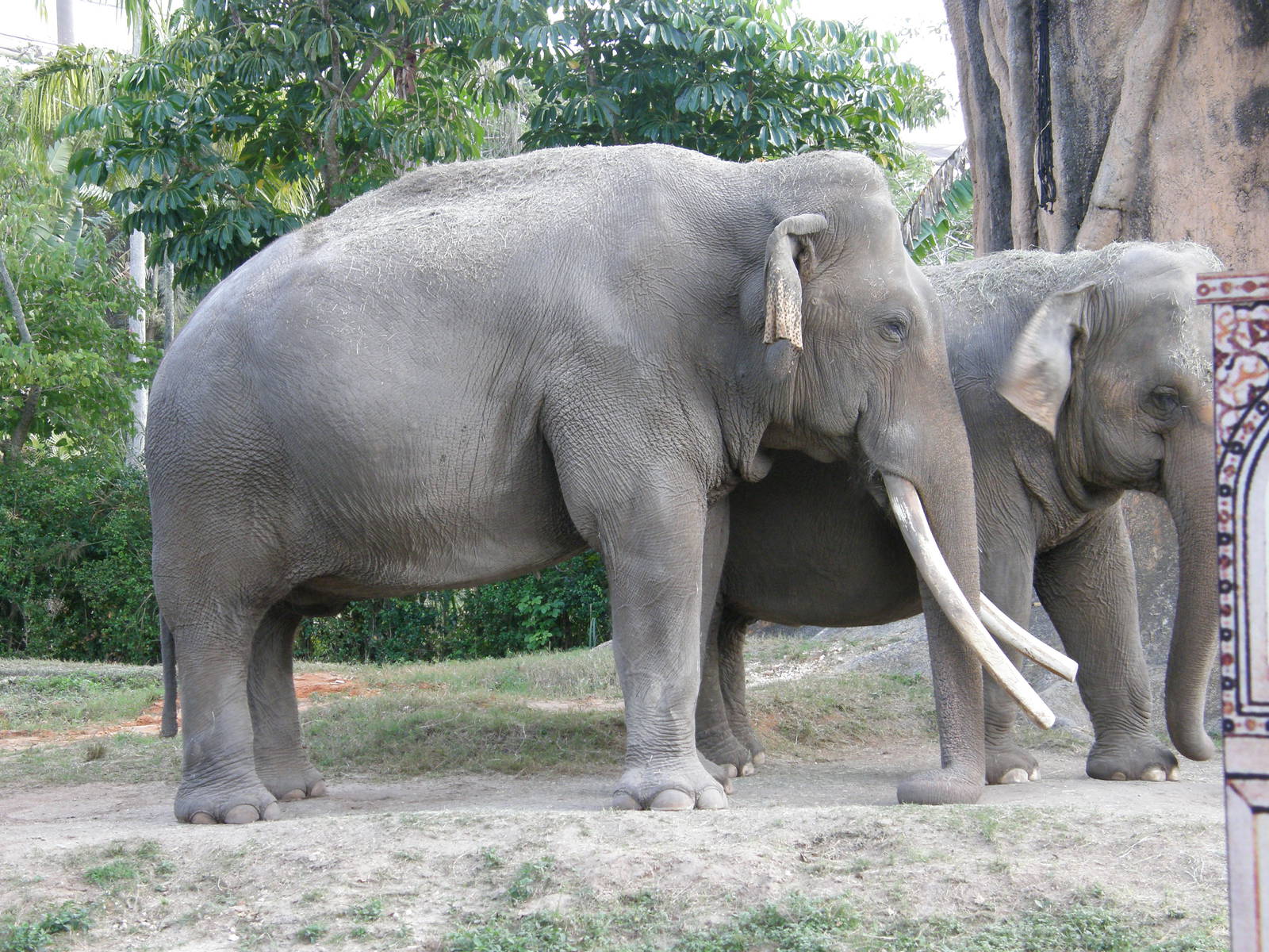 asian elephant