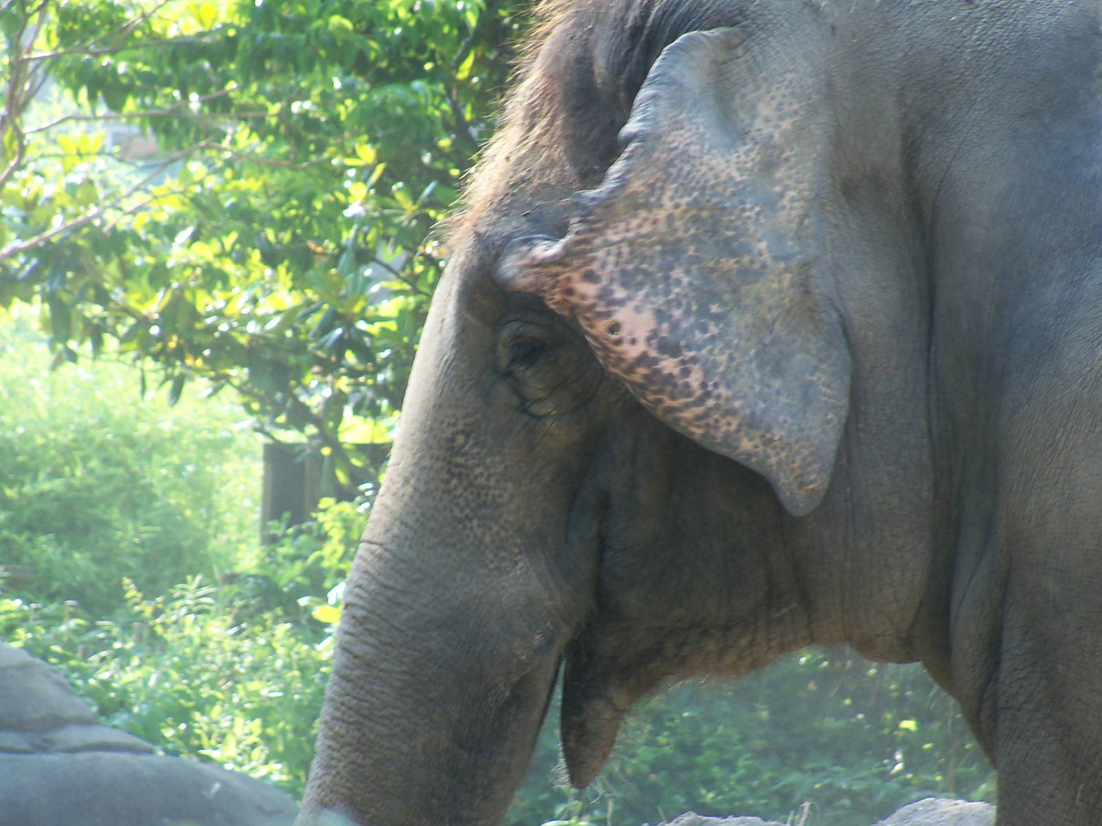 Asian Elephant