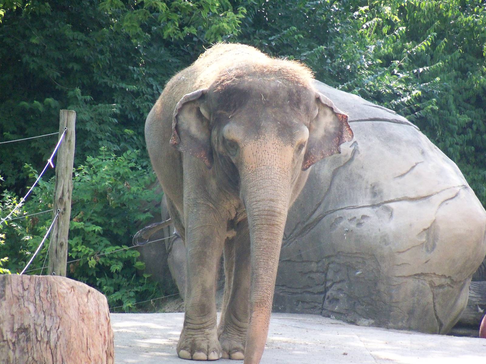 Asian Elephant