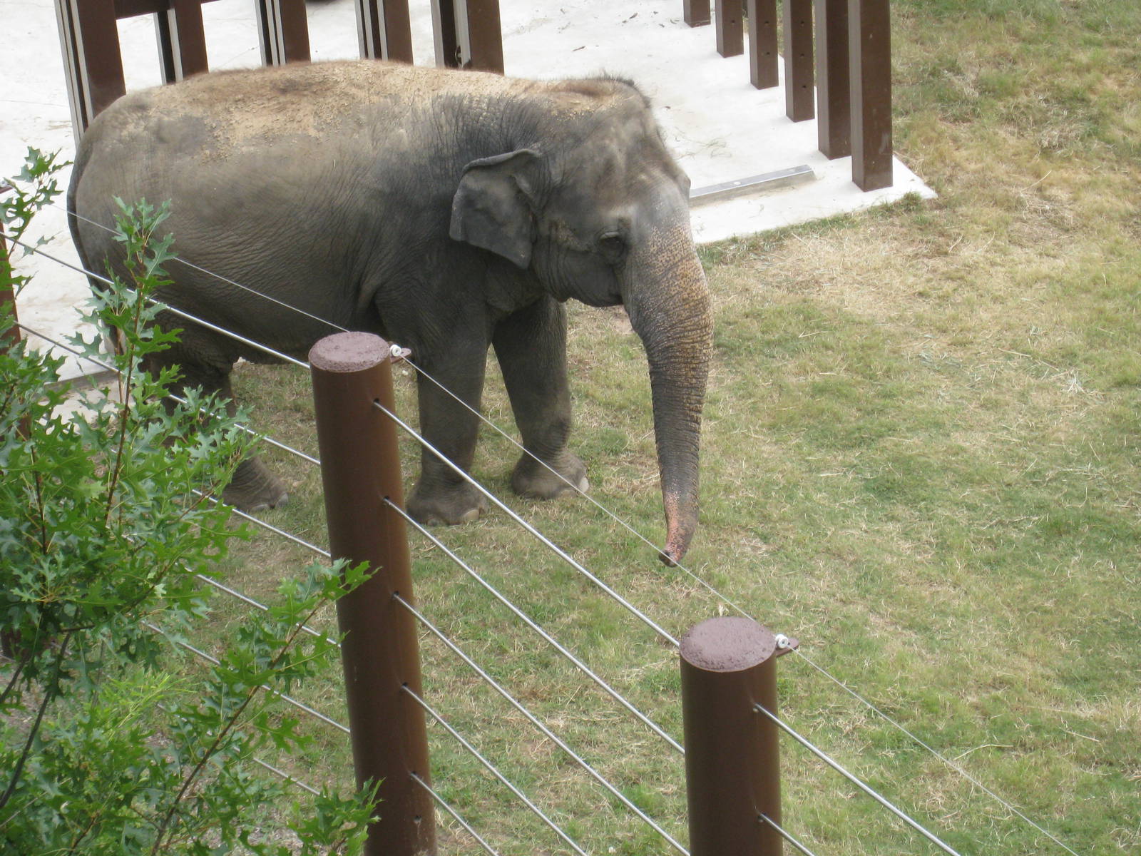 Asian Elephant