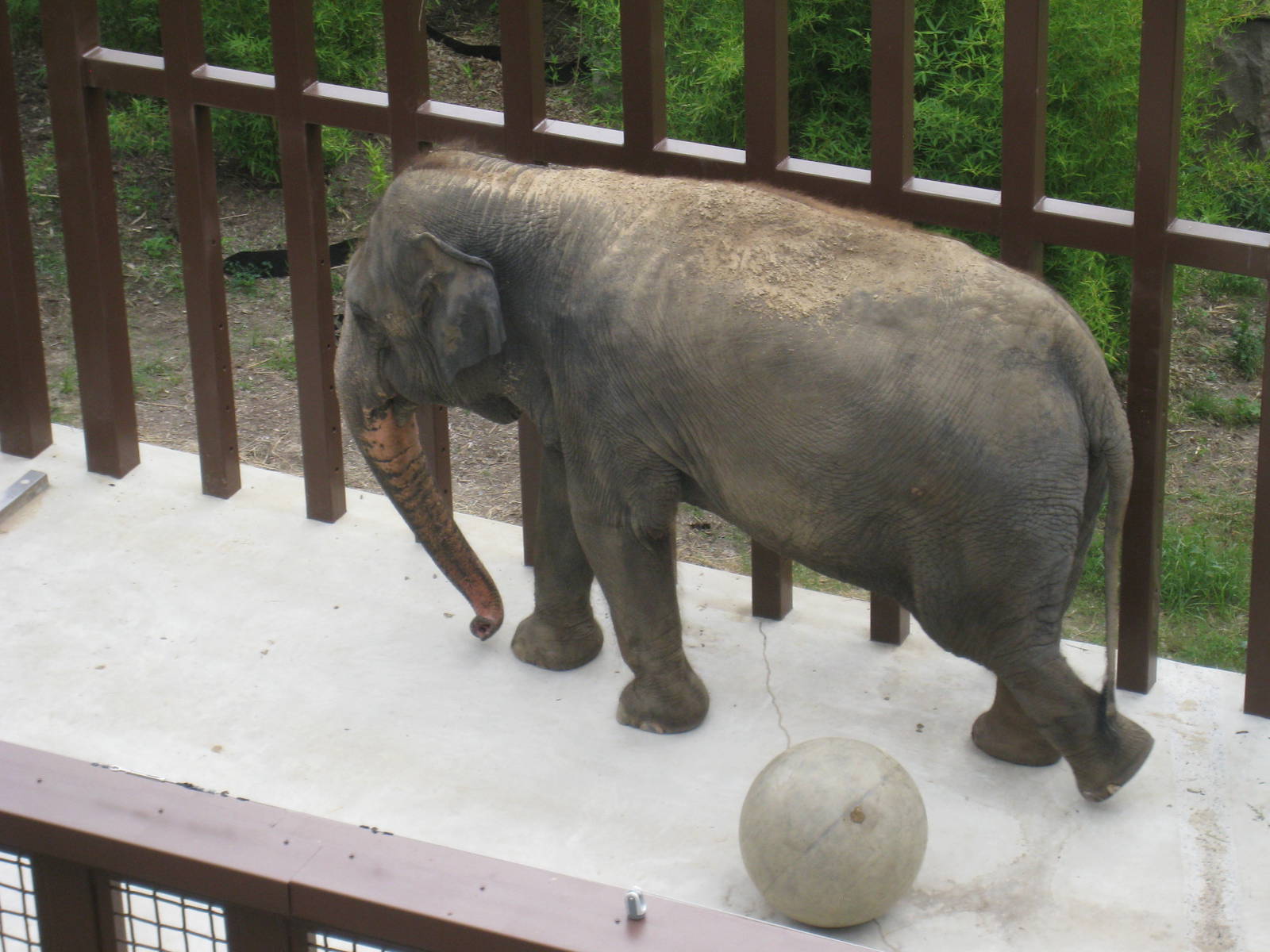 Asian Elephant