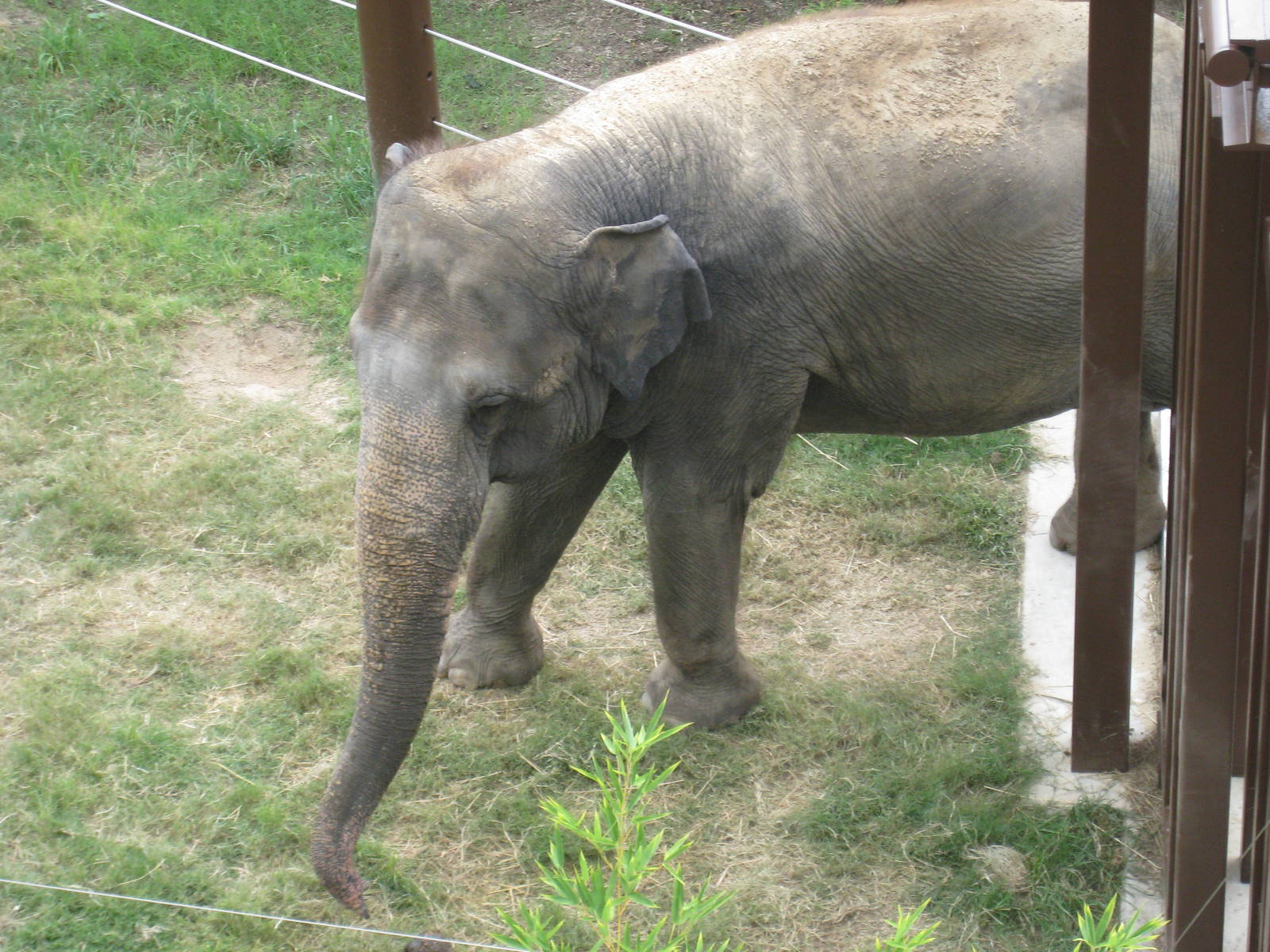 Asian Elephant