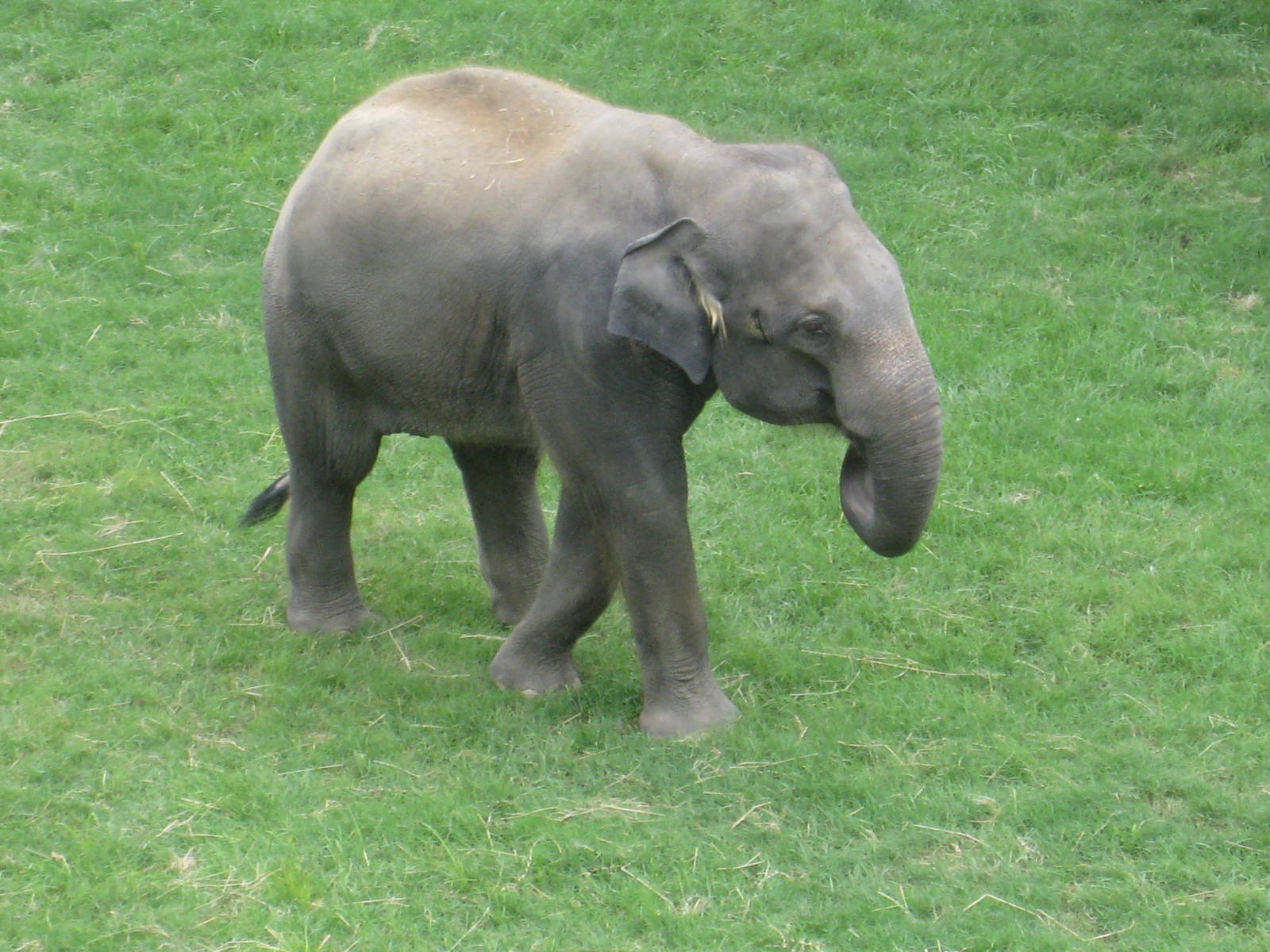 Asian Elephant