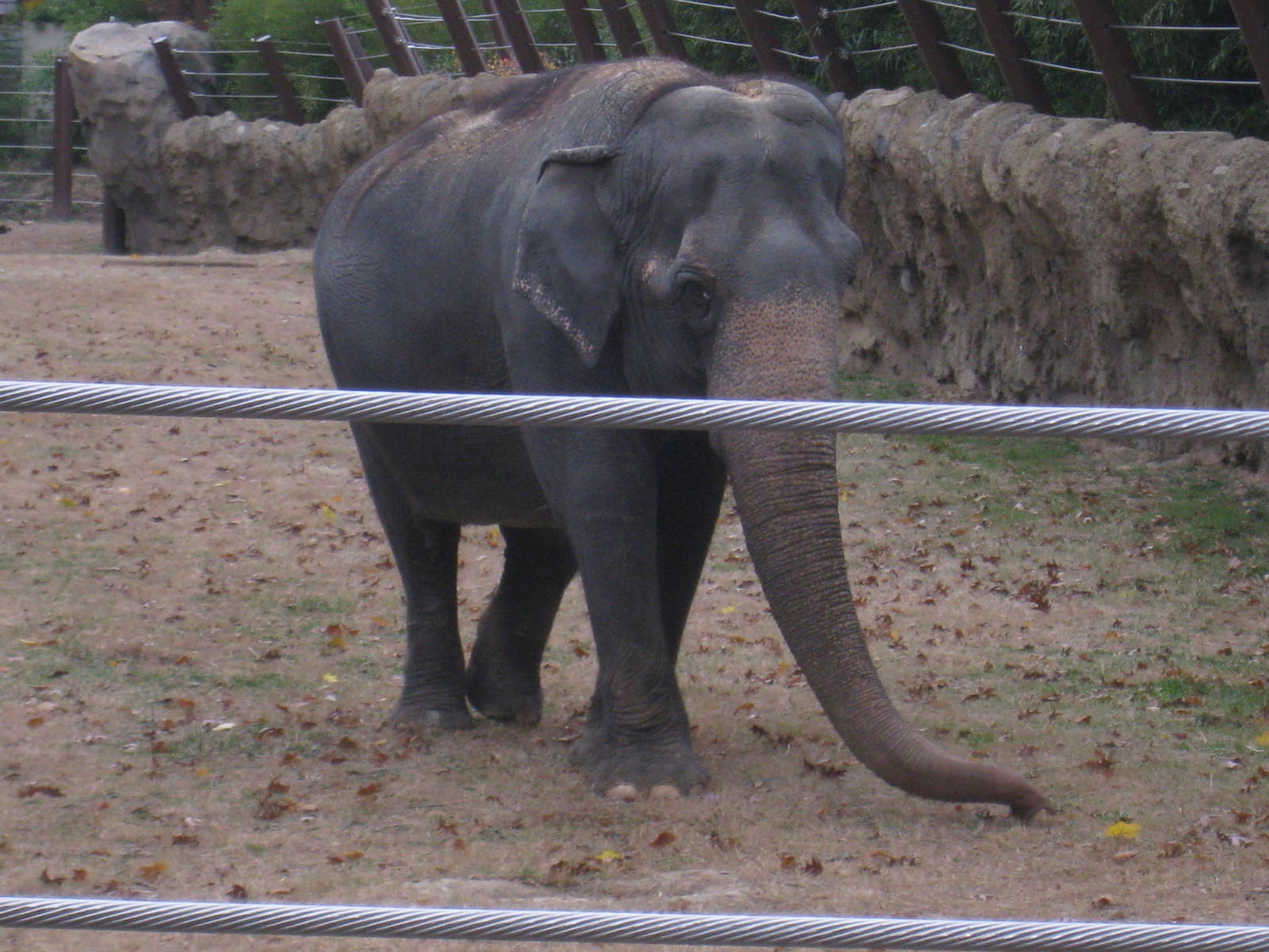 Asian Elephant