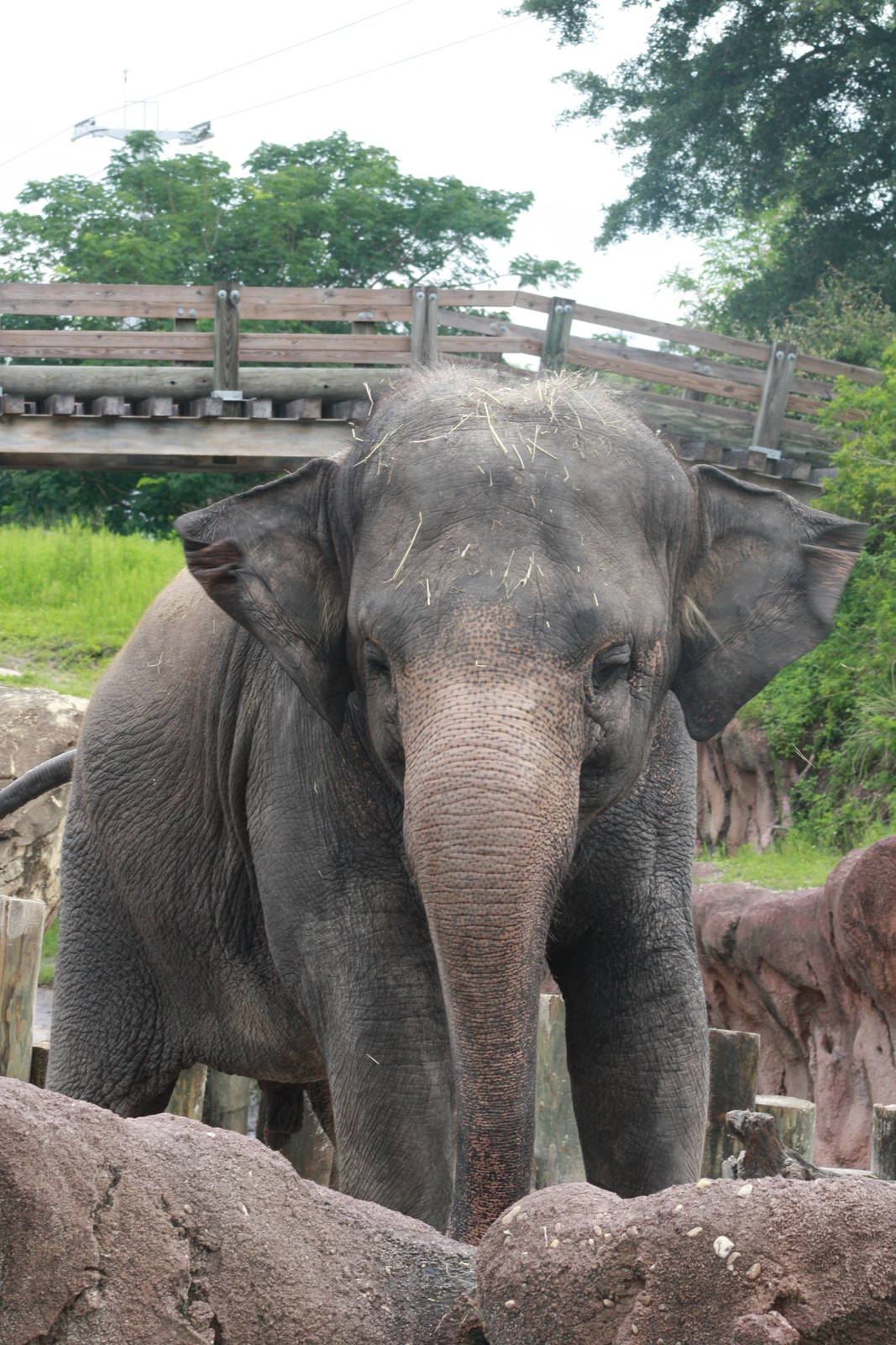 Asian Elephant