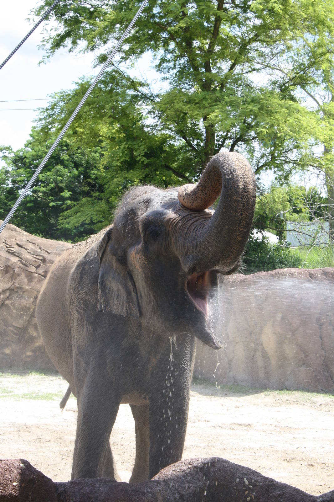 Asian Elephant