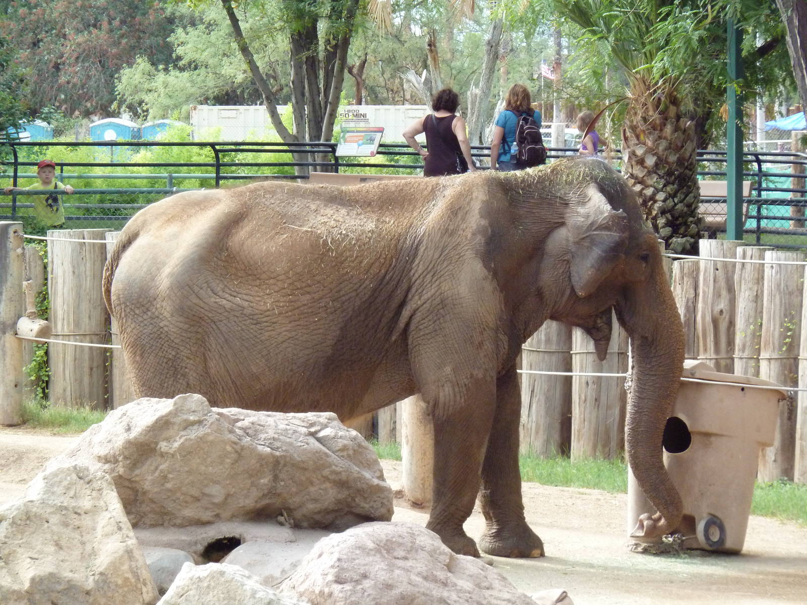 Asian Elephant
