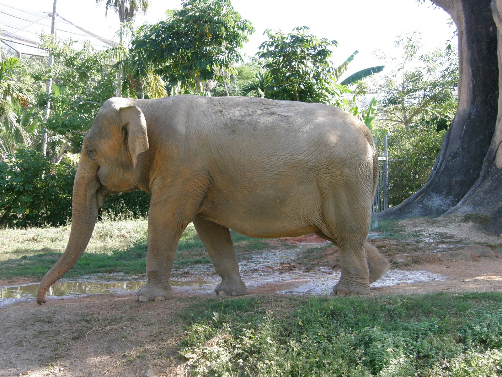 asian elephant