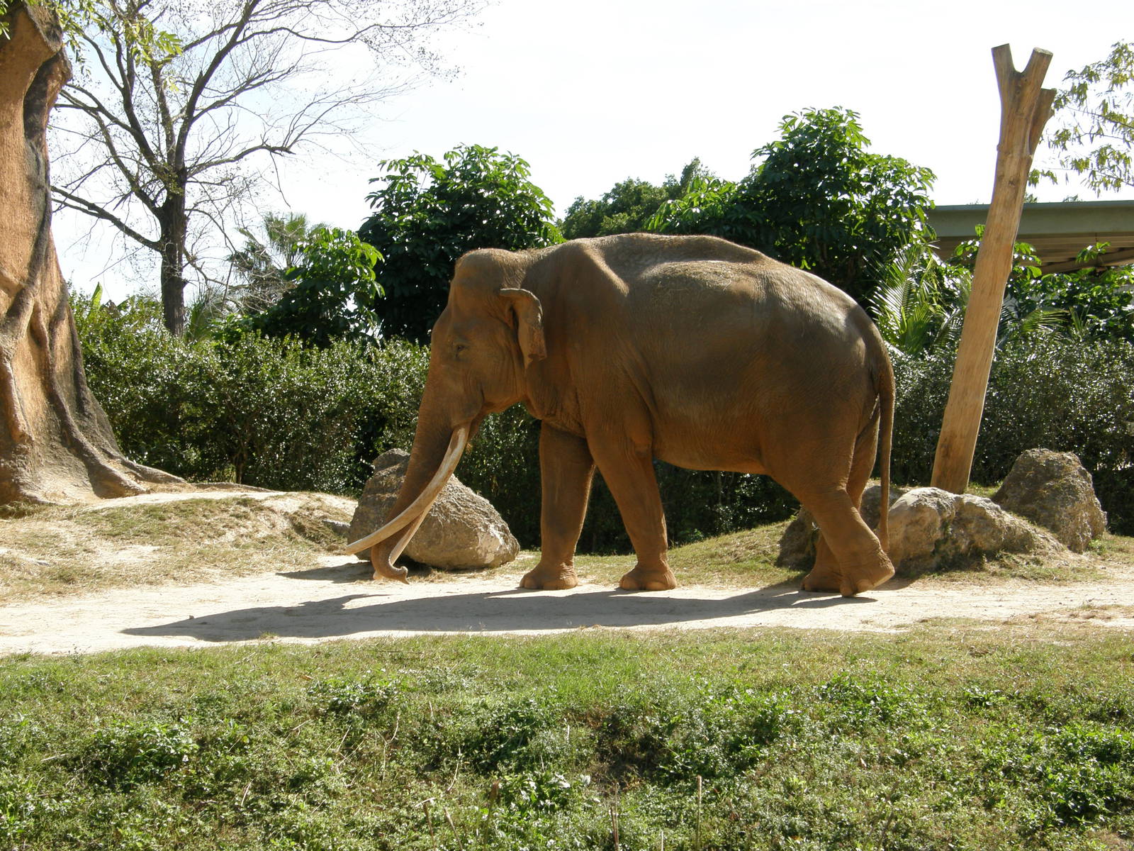 asian elephant