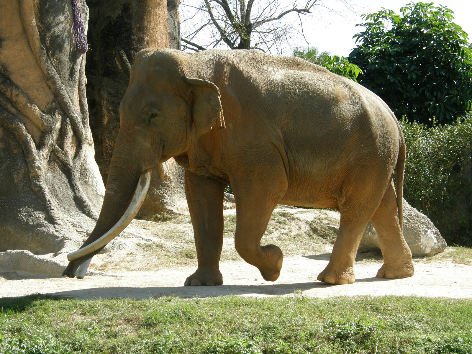 asian elephant