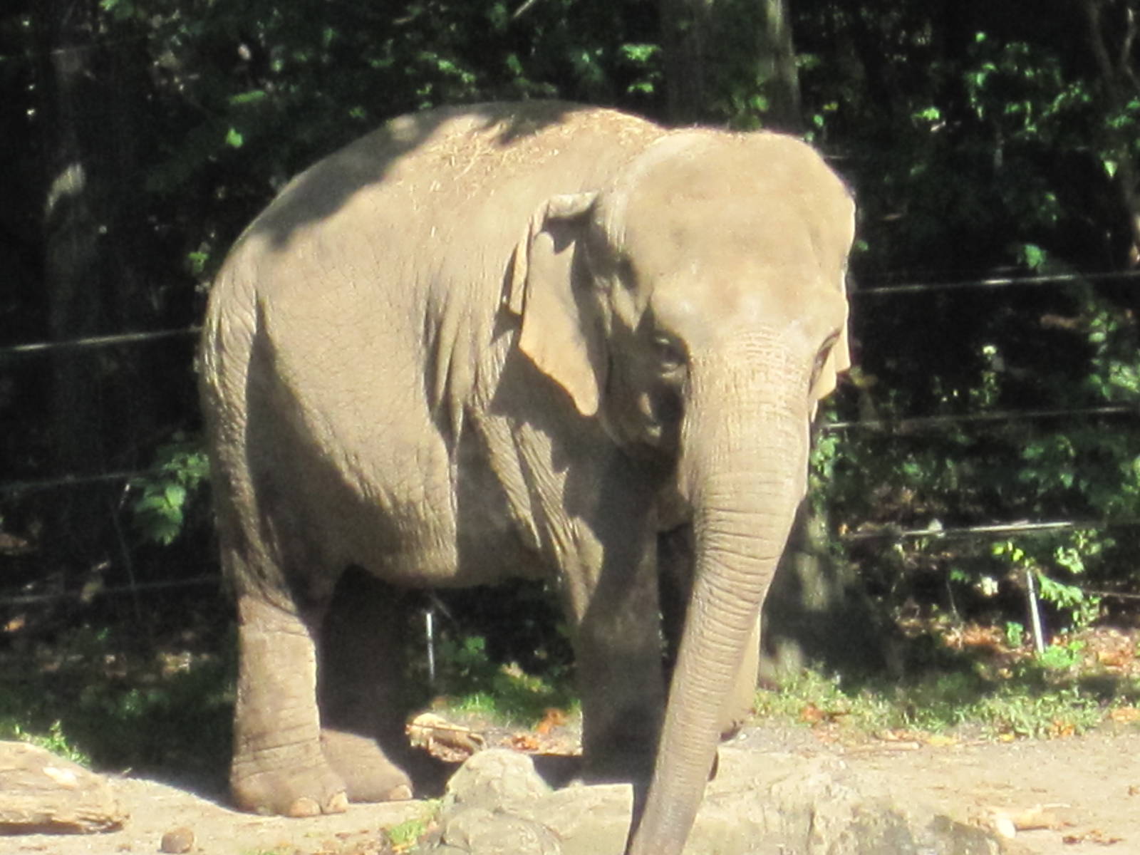 Asian Elephant