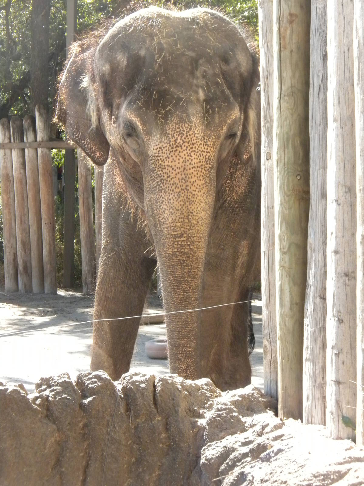 Asian Elephant