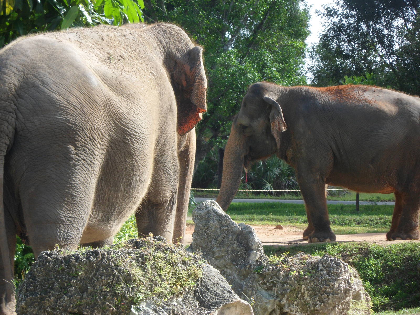 Asian Elephant