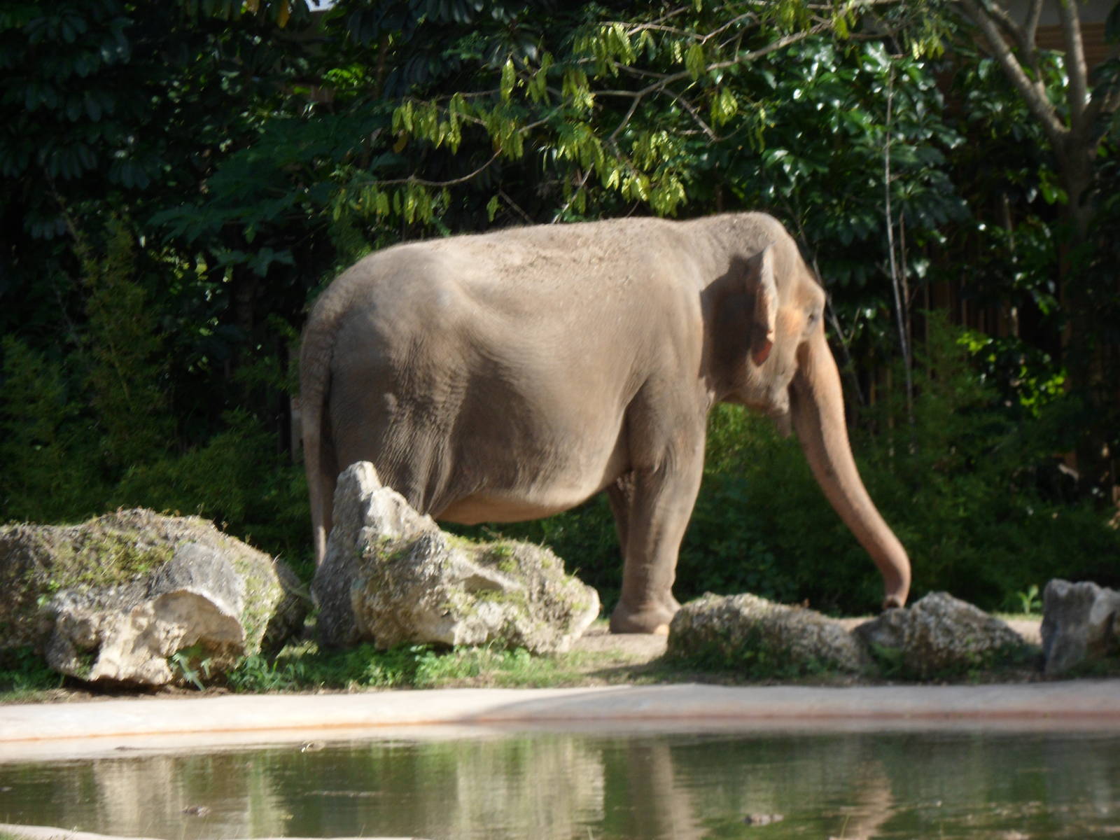 Asian Elephant