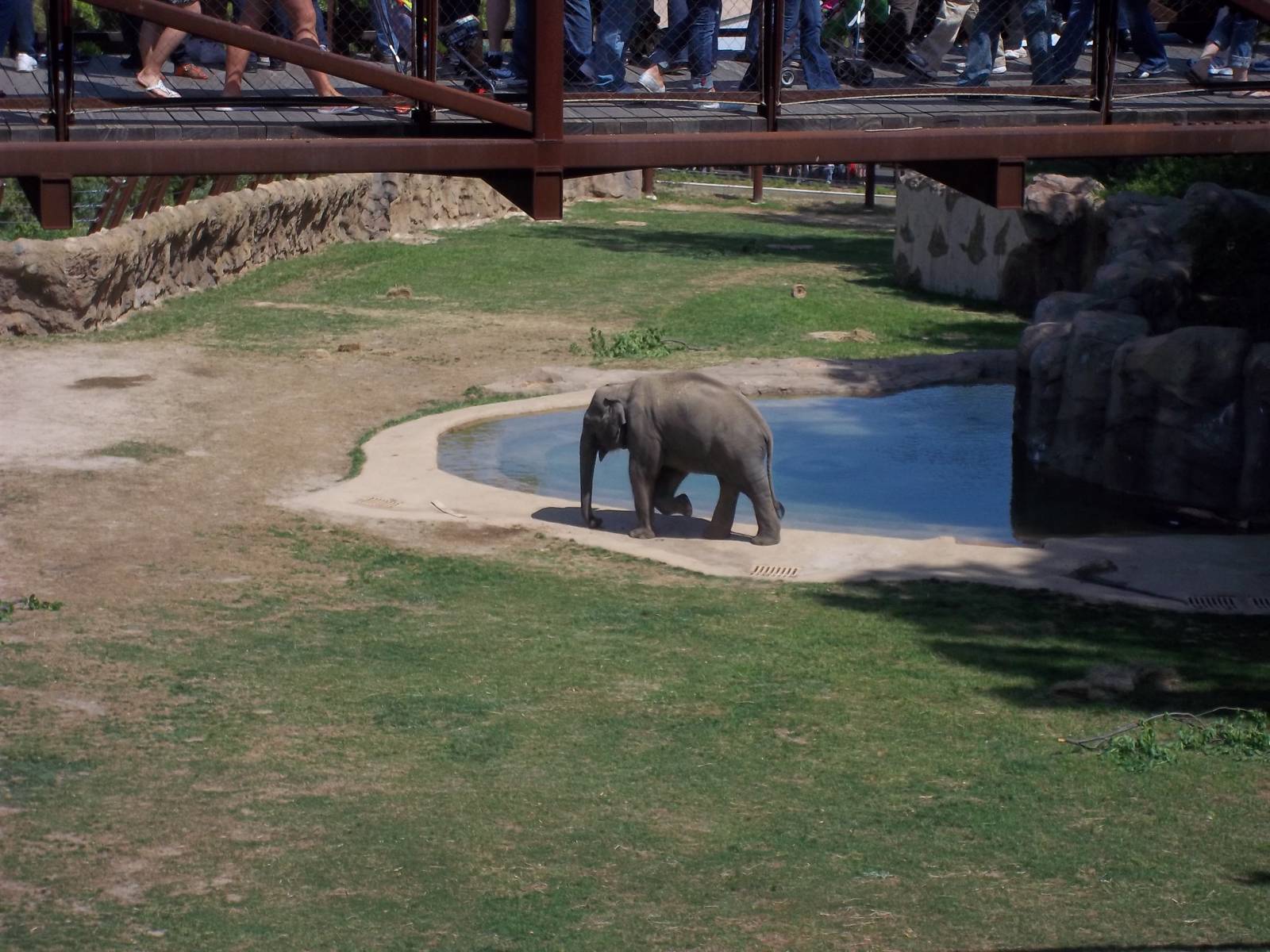Asian Elephant